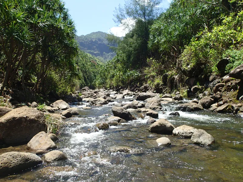 Forest creek winding through rocks and dense jungle