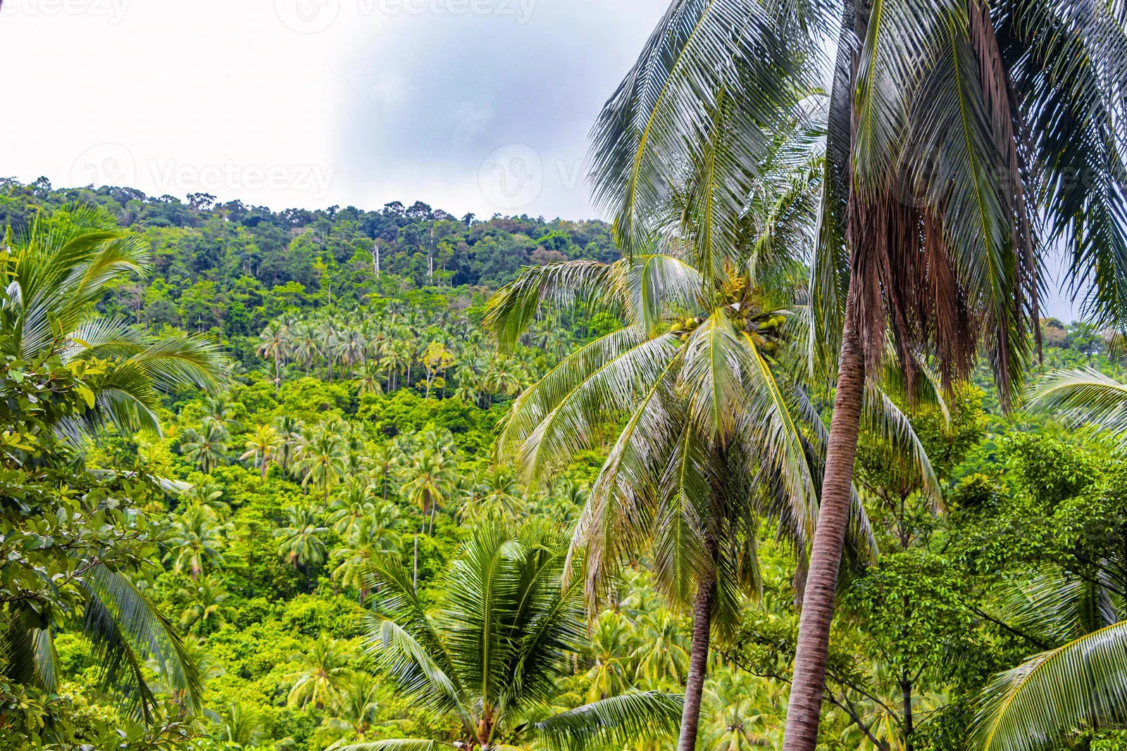 Tree Tops Signature Dining: Menu, Prices & Dress Code (2026)