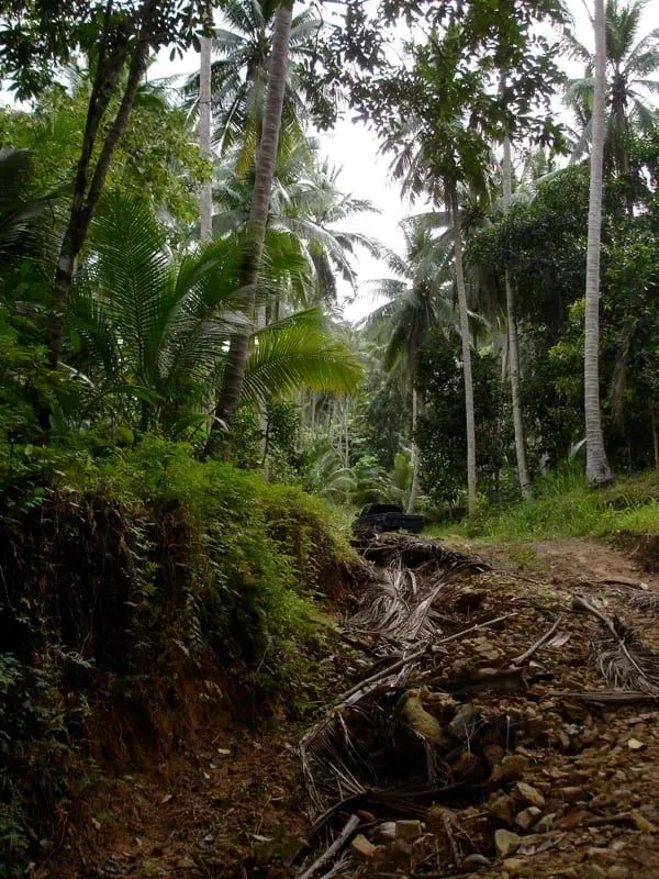 A dirt jungle track through coconut palms in Koh Samui's central mountains