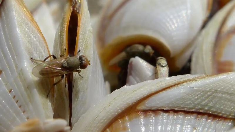 A Shore Fly, a species of Ephydridae on a goose barnacle (Lepadidae). Lamai, Ko Samui, Thailand, February 2012