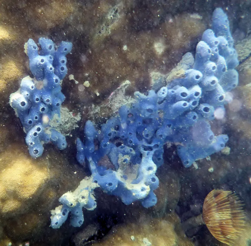 A blue sponge on a reef off Koh Samui