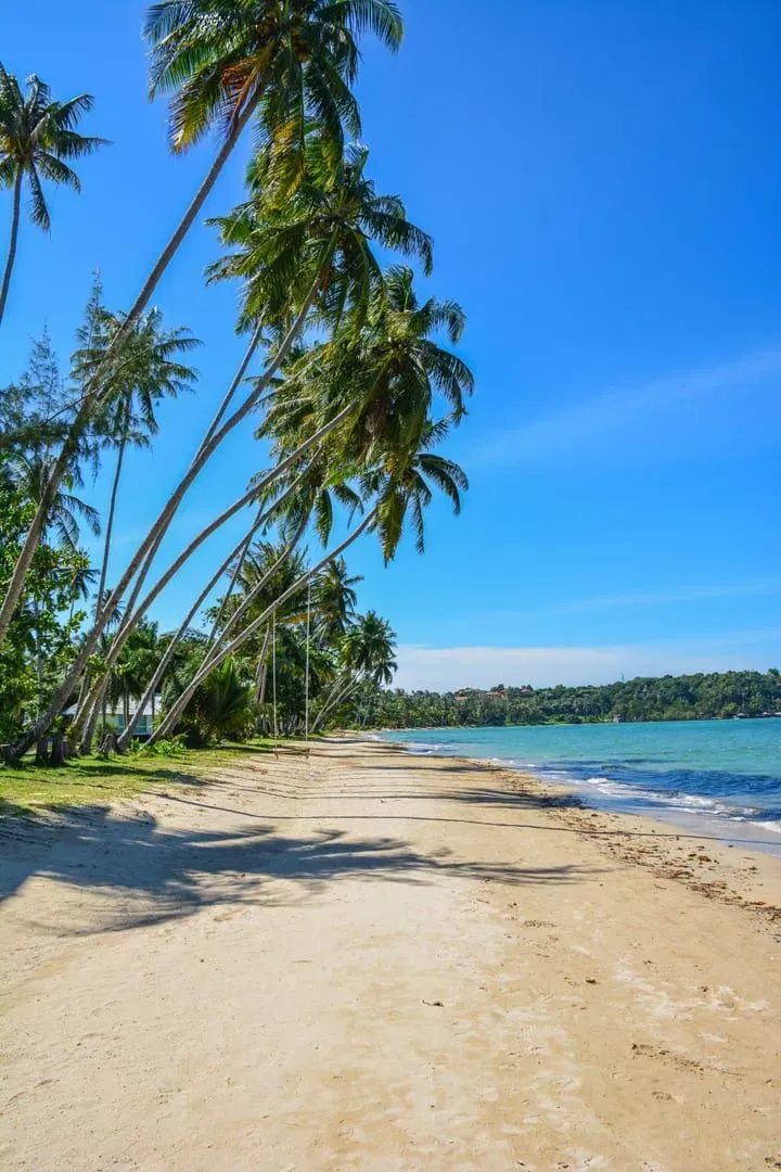 Leaning palms over a sunny beach