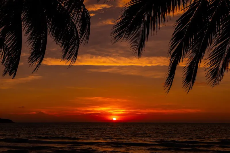 Golden sunset over the ocean framed by palm leaves on Lipa Noi's shallow west coast in Koh Samui