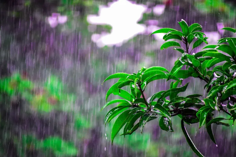 Vivid green tropical leaves drenched in heavy monsoon rain, typical of a Koh Samui November downpour