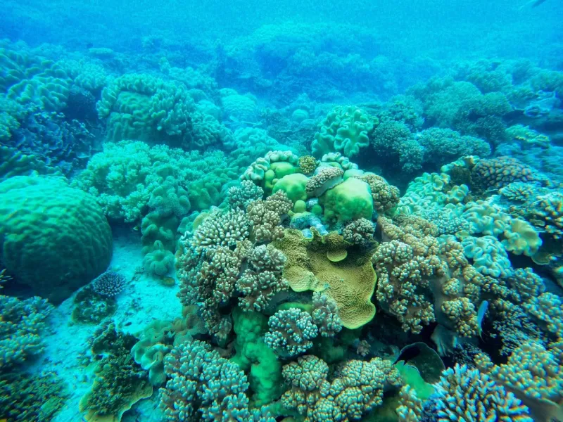 Vibrant coral reef formations underwater similar to those at Coral Cove Koh Samui