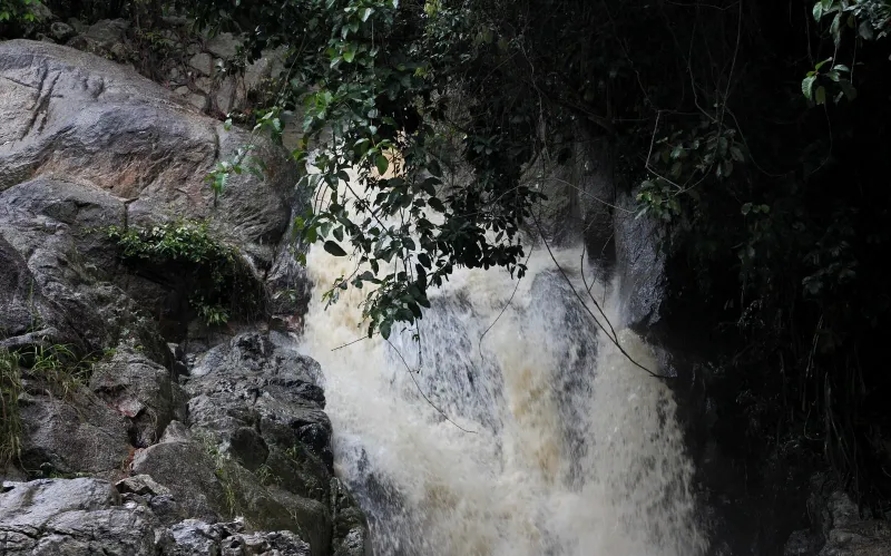 Powerful monsoon flow crashing down a rock chute beneath overhanging jungle vines