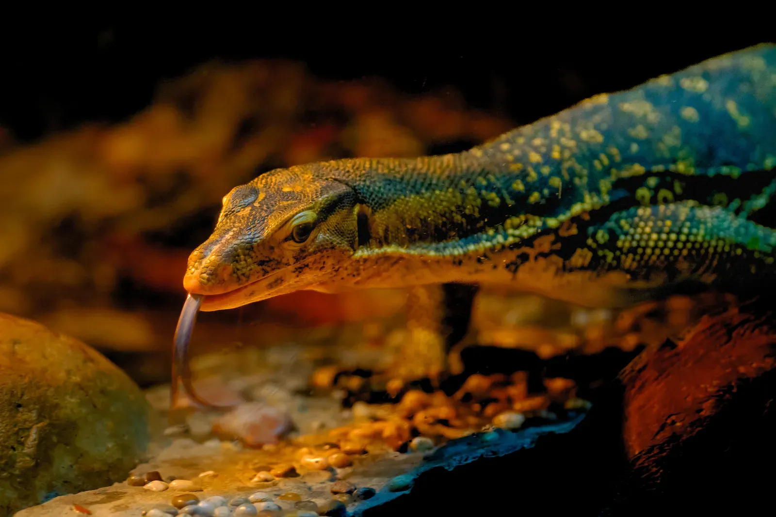 Close-up of a monitor lizard in the rainforest undergrowth