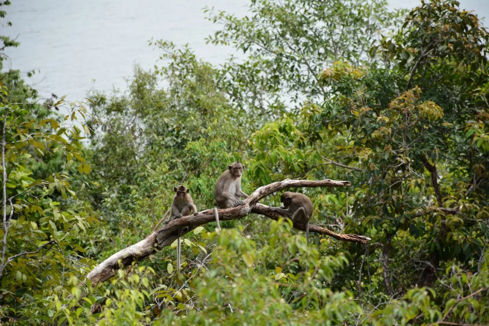 A group of wild monkeys sitting on a tree branch in lush greenery of Chanthaburi, Thailand