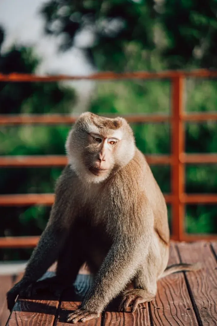 A thoughtful monkey sits on wooden planks against a blurred, green background