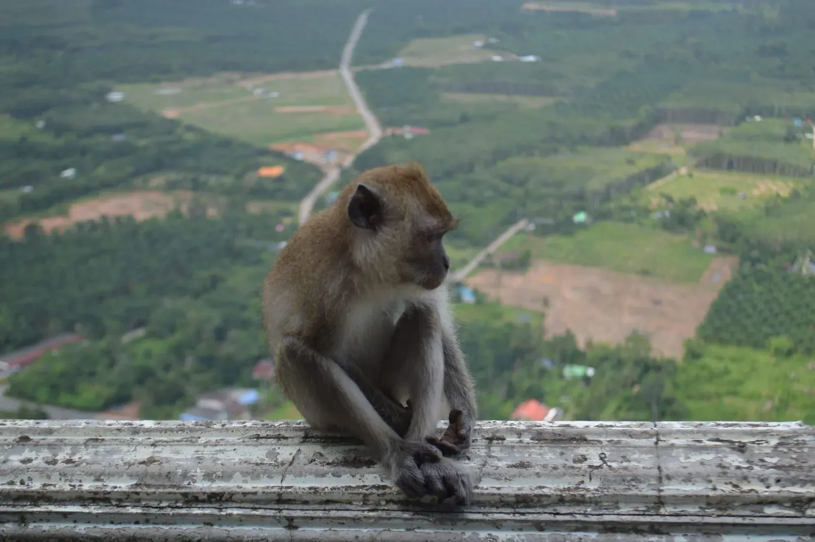 Monkey Trail Koh Samui: Jungle Network & Samui Trail Race