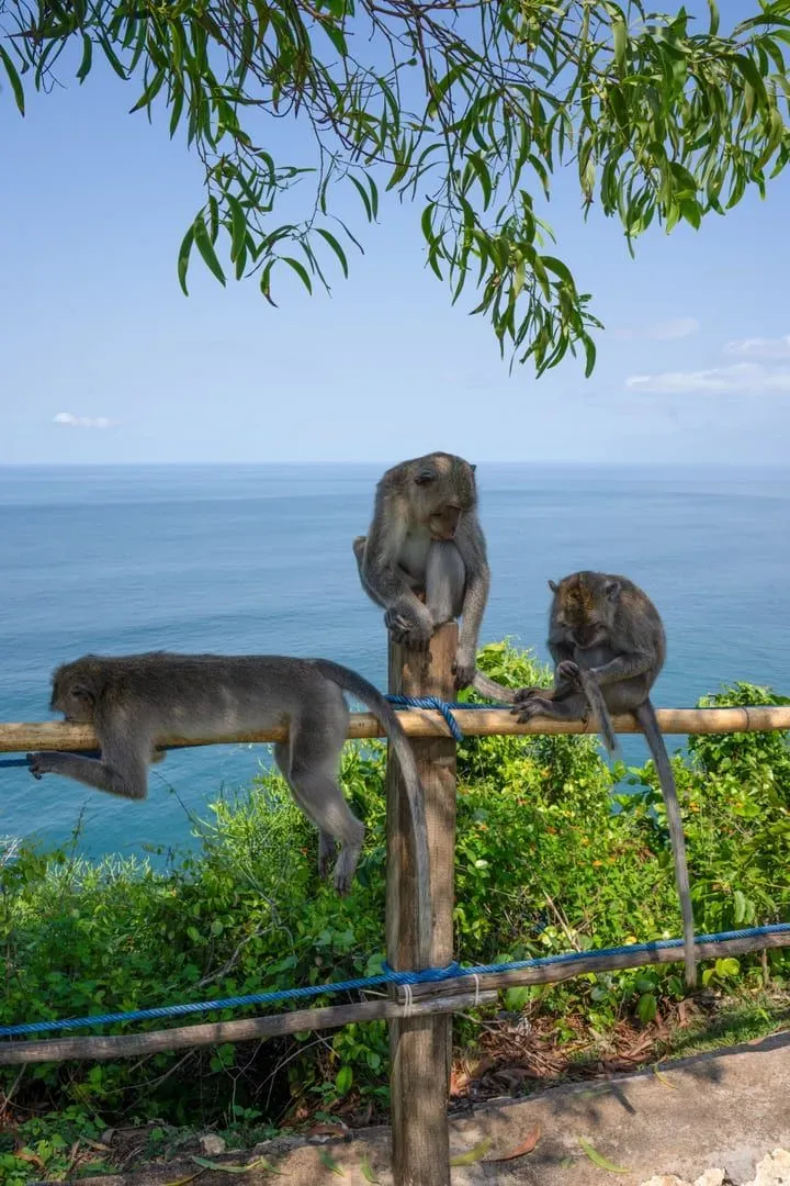 Three monkeys perched on a wooden railing overlooking the ocean in Bali, Indonesia