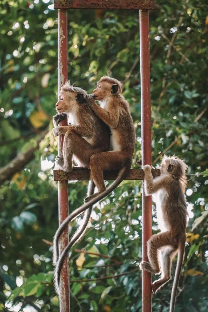 Three playful monkeys climb a metal ladder surrounded by lush green jungle foliage