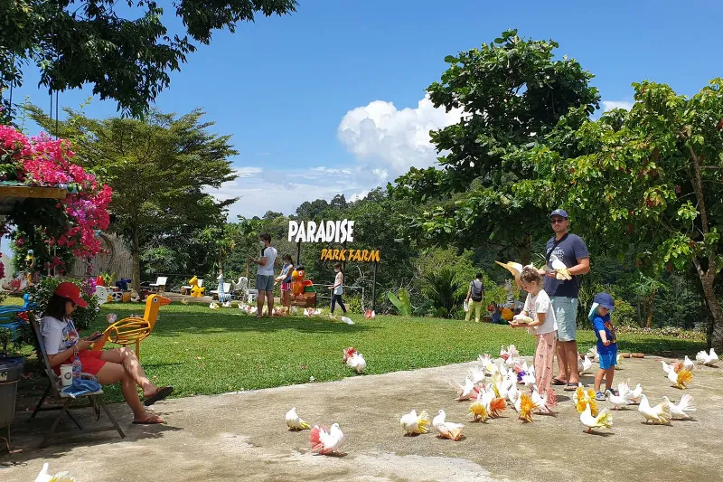 L'insegna di Paradise Park Farm con visitatori che danno da mangiare a uno stormo di piccioni ornamentali sul prato