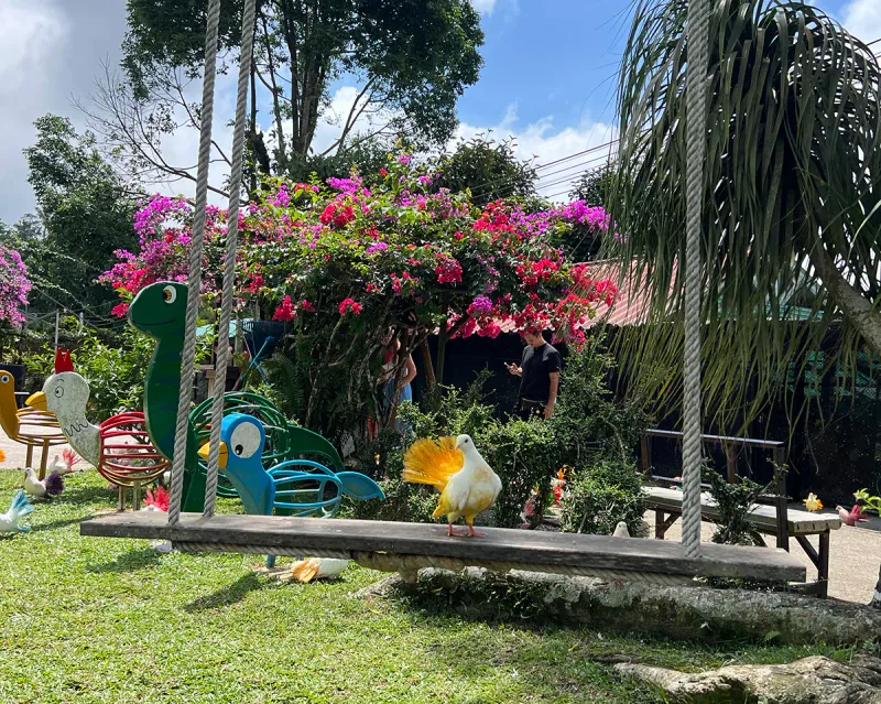Altalene colorate a forma di animale e un piccione ornamentale nell'area giochi di Paradise Park Farm