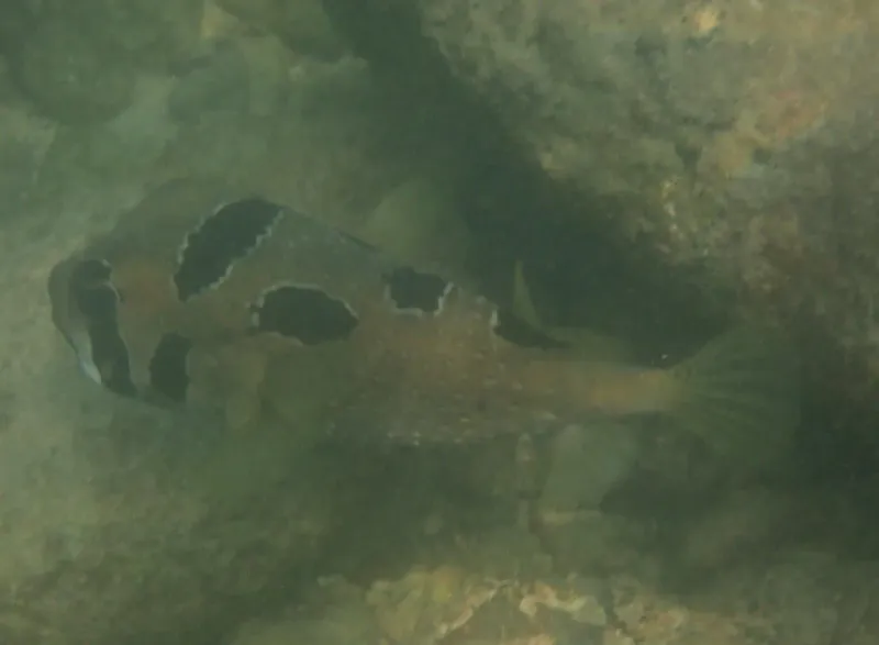 Blackblotched Porcupinefish (Diodon liturosus) in Thailand