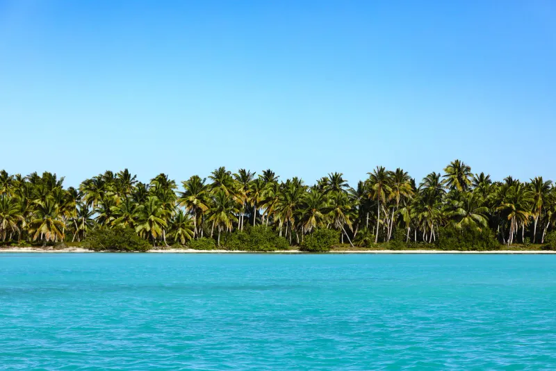 A dense line of coconut palms along pale sand beside turquoise water