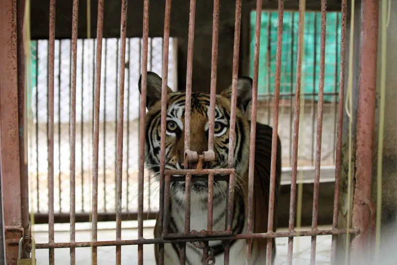 A tiger looking through the bars of a rusted cage at Samui Aquarium and Tiger Zoo, documented by the wildlife-welfare organisation For Tigers