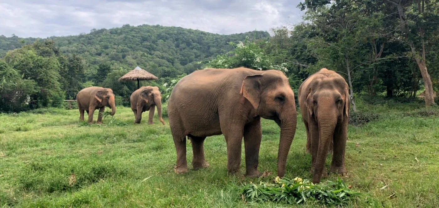 Samui Elephant Sanctuary: Prices, Two Sites and Ethics (2026)