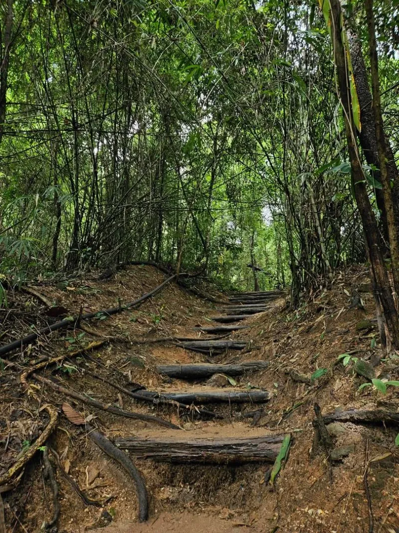 A forest trail through dense tropical vegetation in Koh Samui's hills