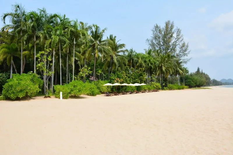 Loungers and palms lining the sand at Thong Krut