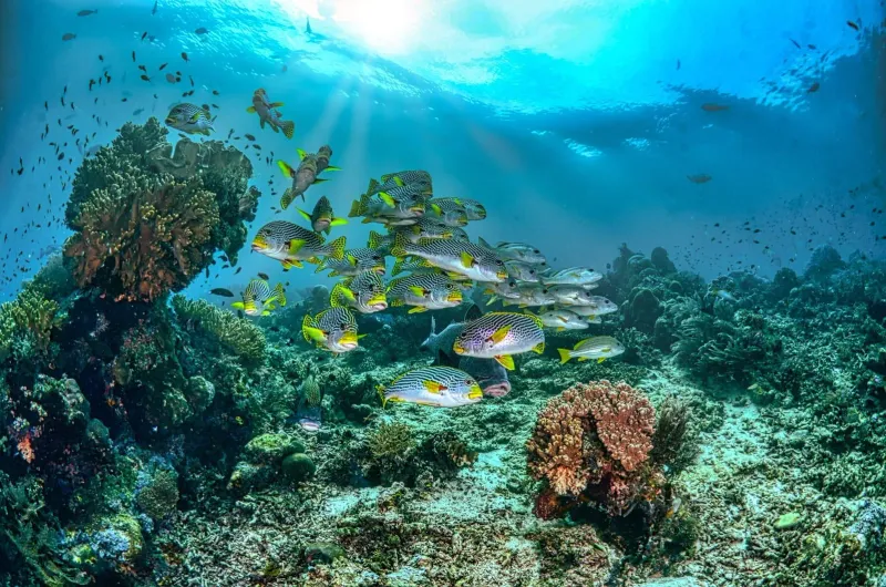 School of fish swimming over a coral reef in clear water, representative of Koh Tao dive sites reachable from Koh Samui