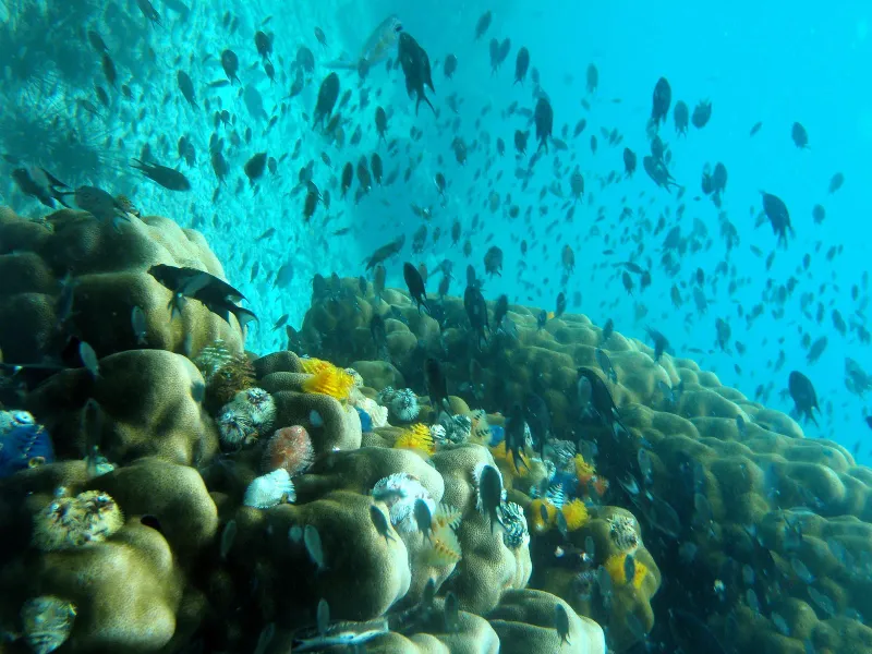 A school of fish over a coral reef