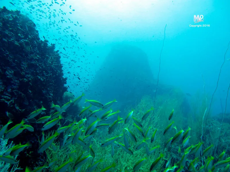 Yellow fish schooling beside a rocky wall underwater
