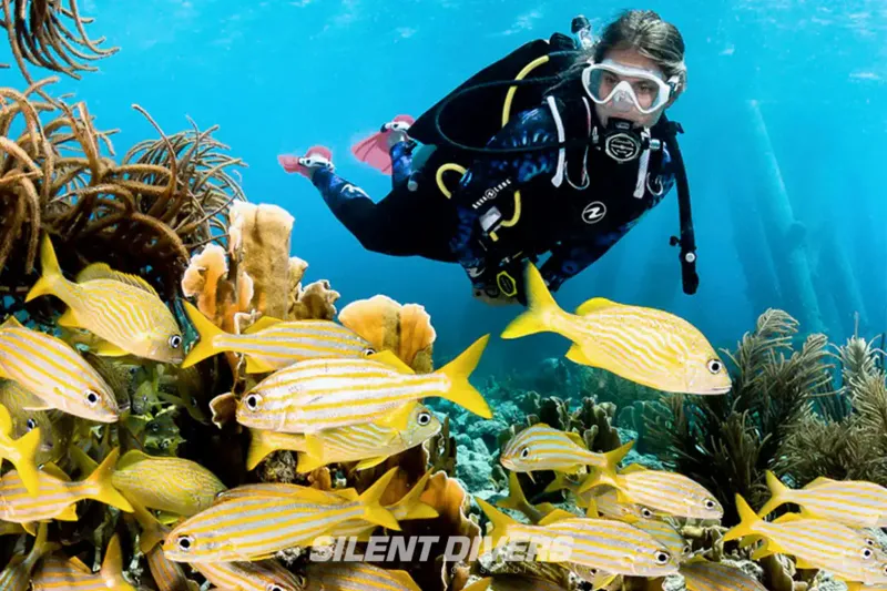 A diver swimming past yellow striped fish over coral, with the Silent Divers watermark