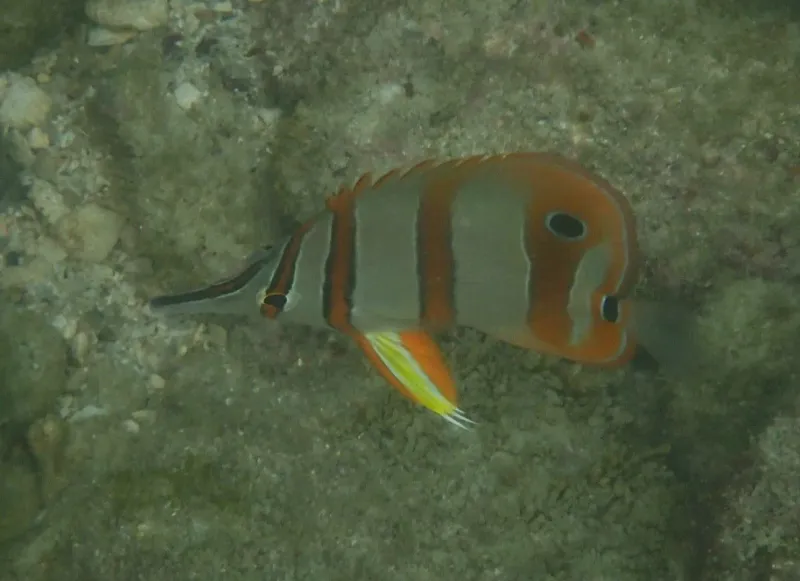 Copperband Butterflyfish (Chelmon rostratus) in Thailand, view 2