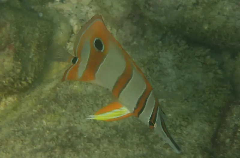 Copperband Butterflyfish (Chelmon rostratus) in Thailand