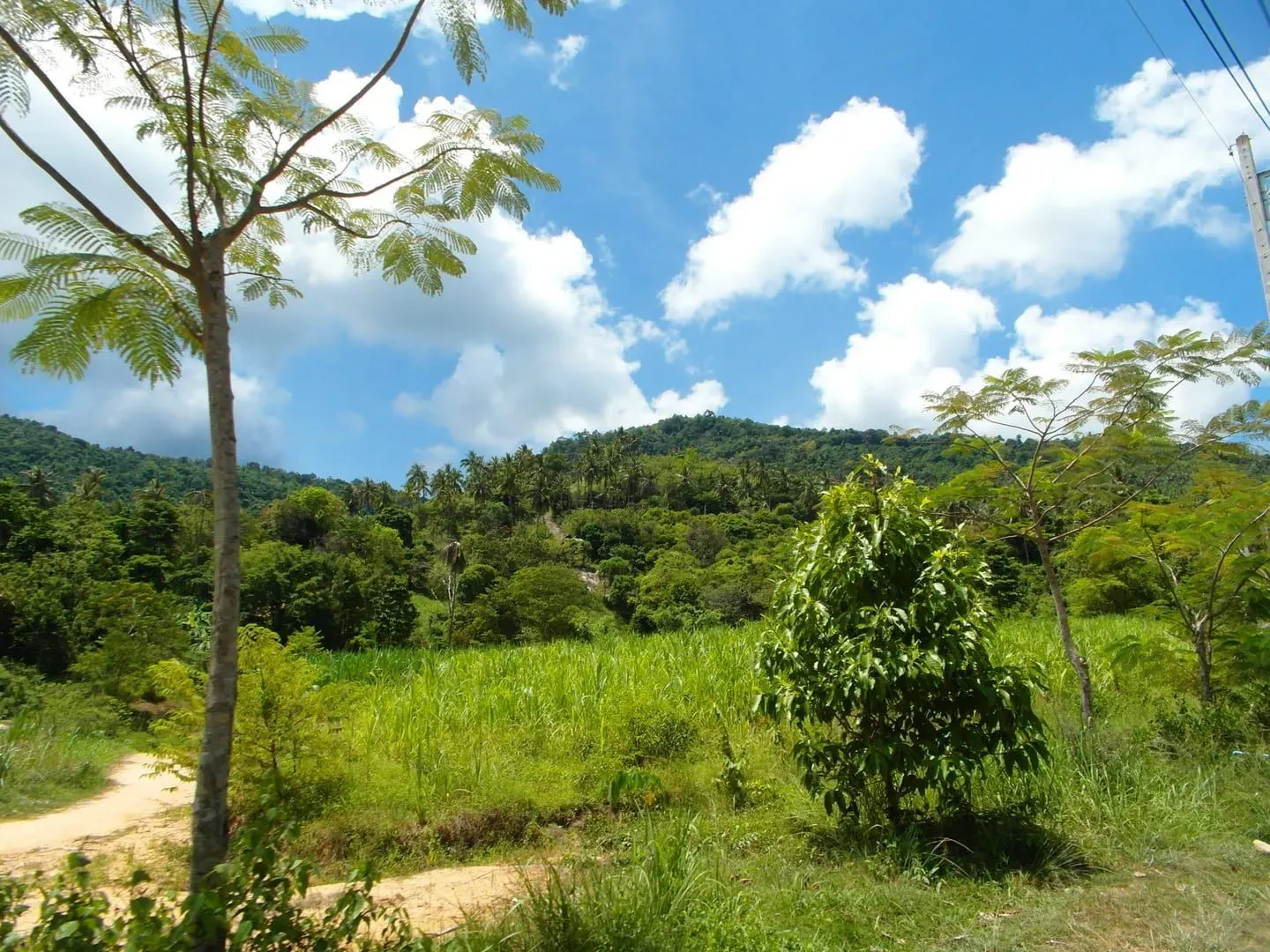 Bamboo and forest cover typical of the hills behind Na Mueang (illustrative)