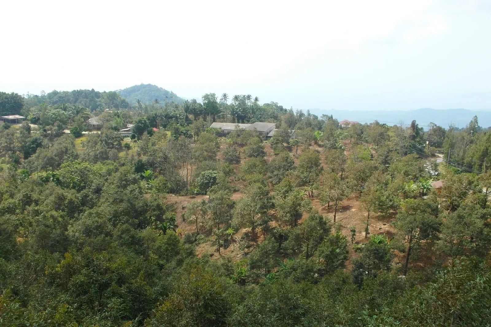 Hillside plantation and forest view over Koh Samui's west coast interior