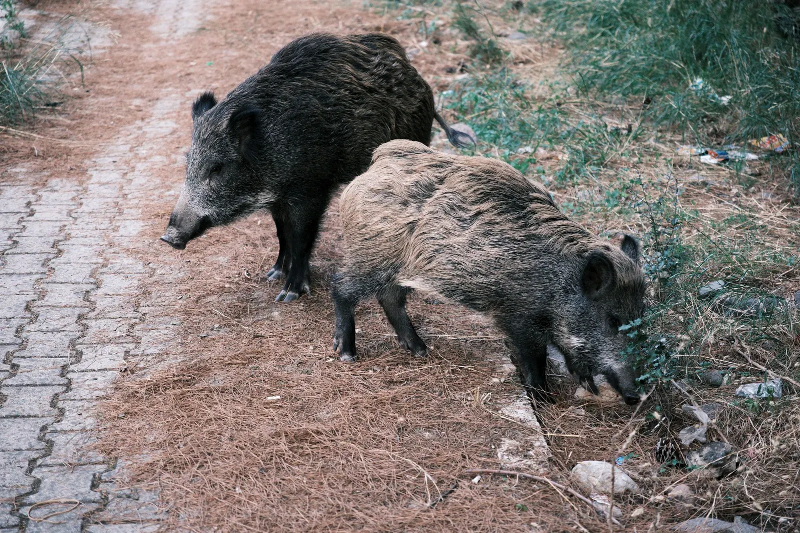 Two wild boar foraging beside a forest path